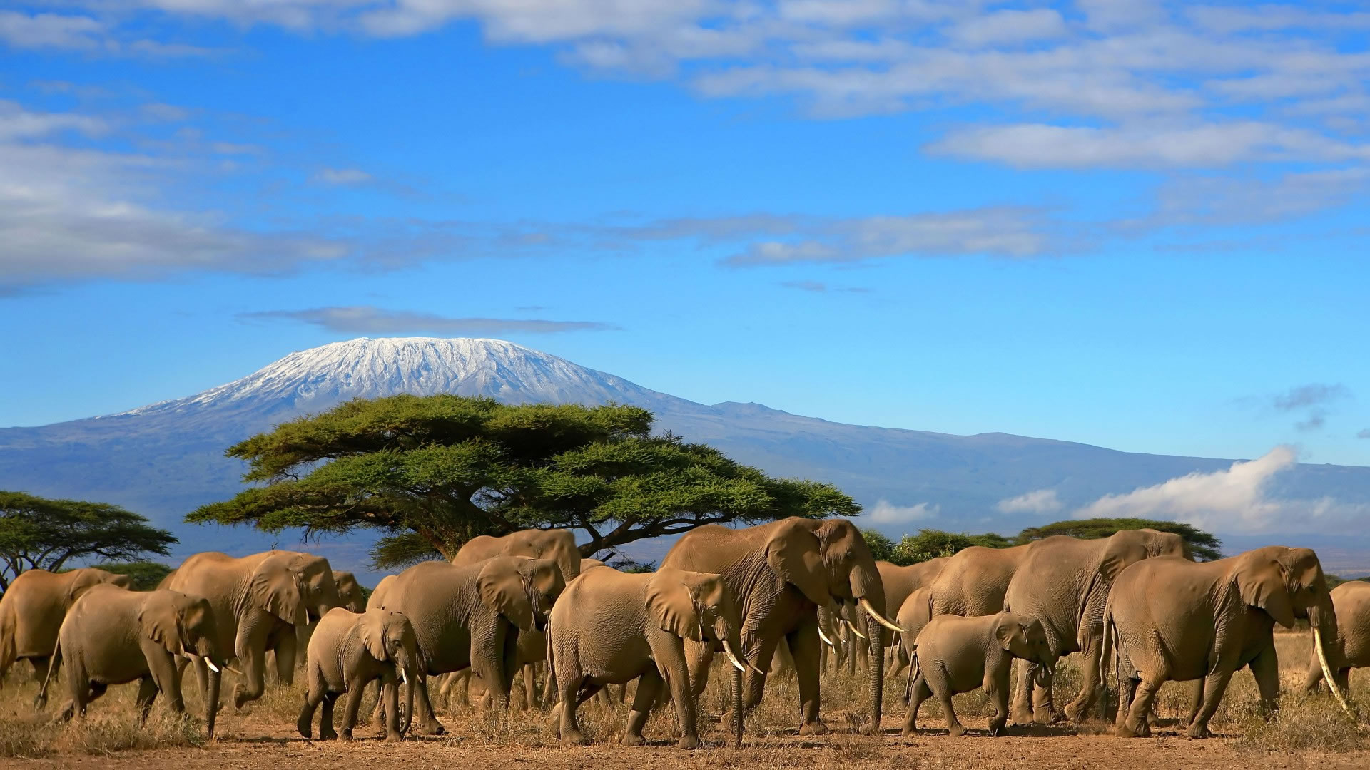 Amboseli Elephants 1